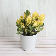 画像をギャラリービューアに読み込む, 【予約商品:12/5発送】金のなる木・キラメキ(花月/カゲツ) 斑入り 5号