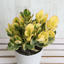 画像をギャラリービューアに読み込む, 【予約商品:12/5発送】金のなる木・キラメキ(花月/カゲツ) 斑入り 5号