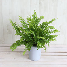 画像をギャラリービューアに読み込む, ネフロレピス・E・ツデー 4号 室内におすすめ 観葉植物 インテリアグリーン