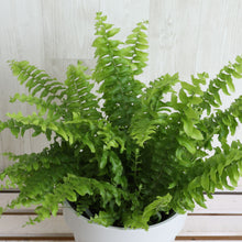 画像をギャラリービューアに読み込む, ネフロレピス・E・ツデー 4号 室内におすすめ 観葉植物 インテリアグリーン