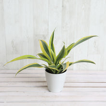 画像をギャラリービューアに読み込む, ドラセナ・レモンライム 4号