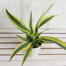 画像をギャラリービューアに読み込む, ドラセナ・レモンライム 4号