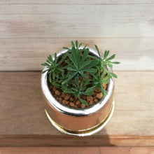 画像をギャラリービューアに読み込む, 【一点物】ユーフォルビア 峨眉山+DULTONポットセット(Round Pot S/Gold)