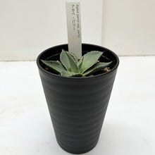 画像をギャラリービューアに読み込む, アガベ・パリー(吉祥天) 3.5号