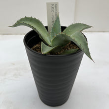 画像をギャラリービューアに読み込む, アガベ・スカポサ 3.5号