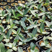 画像をギャラリービューアに読み込む, アガベ・ポタトラム 2.5号 【国内実生苗】