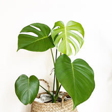 画像をギャラリービューアに読み込む, 【販売期間:10月29日まで】モンステラ・デリシオサ 6号 おしゃれなインテリアグリーン ※高さ約50cm