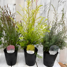 画像をギャラリービューアに読み込む, 【予約商品:10/28発送】メラレウカ(ティーツリー) 4号 3種3ポットセット