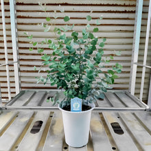 画像をギャラリービューアに読み込む, 【予約商品:11/18以降発送】ユーカリ・グニー 6号 1鉢