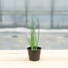 画像をギャラリービューアに読み込む, 【料理に摘んで食べられる】 おうち和香草の苗セット(小ねぎ、青しそ、赤しそ)