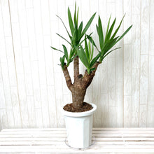 画像をギャラリービューアに読み込む, 【超レアな枝物樹形】ユッカ・エレファンティペス(青年の木) 7号