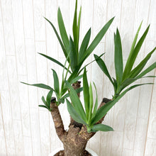 画像をギャラリービューアに読み込む, 【超レアな枝物樹形】ユッカ・エレファンティペス(青年の木) 7号