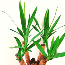 画像をギャラリービューアに読み込む, 【超レアな枝物樹形】ユッカ・エレファンティペス(青年の木) 7号