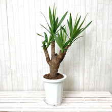 画像をギャラリービューアに読み込む, 【超レアな枝物樹形】ユッカ・エレファンティペス(青年の木) 7号