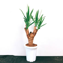 画像をギャラリービューアに読み込む, 【超レアな枝物樹形】ユッカ・エレファンティペス(青年の木) 7号