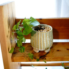 画像をギャラリービューアに読み込む, 亀甲竜(ディオスコレア・エレファンティぺス) 2.5号 ※春~夏は休眠中のため葉のない状態でお届け