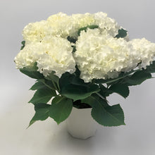 画像をギャラリービューアに読み込む, 【予約商品:4/28以降発送】ハイドランジア サーファー ホワイトウェイブス 1鉢