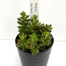 画像をギャラリービューアに読み込む, セダム・レッドベリー 2.5号