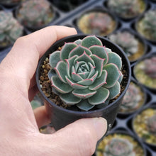 画像をギャラリービューアに読み込む, エケベリア・ロンギシマアズタトレンシス 2.5号 国内実生苗