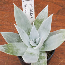 画像をギャラリービューアに読み込む, 【予約商品:3月21日まで 】ダドレア・ブリトニー 2.5号 国内実生苗