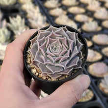 画像をギャラリービューアに読み込む, エケベリア・ヒアリアナサントドミンゴ 2.5号 国内実生苗