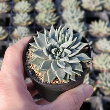 画像をギャラリービューアに読み込む, エケベリア・ヘテロセパラ ペロテ 2.5号 国内実生苗