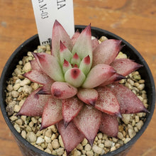 画像をギャラリービューアに読み込む, エケベリア・アガボイデス ロメオルビン var.M-03 (見元園芸選抜種) 2.5号 国内実生