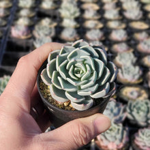 画像をギャラリービューアに読み込む, エケベリア・レアルデカトルセ 2.5号 国内実生苗