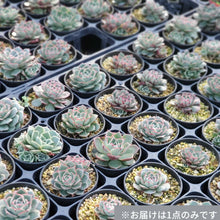 画像をギャラリービューアに読み込む, エケベリア・ロンギシマアズタトレンシス 2.5号 国内実生苗