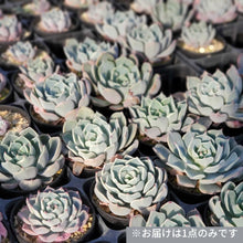 画像をギャラリービューアに読み込む, エケベリア・レアルデカトルセ 2.5号 国内実生苗