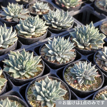 画像をギャラリービューアに読み込む, エケベリア・ヘテロセパラ ペロテ 2.5号 国内実生苗