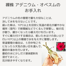 画像をギャラリービューアに読み込む, 【期間限定:3月末まで】アデニウム・オベスム 裸株(裸苗) 赤・紫系(9種から選べる)