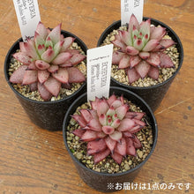 画像をギャラリービューアに読み込む, エケベリア・アガボイデス ロメオルビン var.M-03 (見元園芸選抜種) 2.5号 国内実生