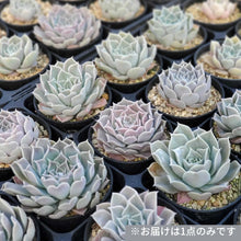 画像をギャラリービューアに読み込む, エケベリア・ヒアリアナサントドミンゴ 2.5号 国内実生苗