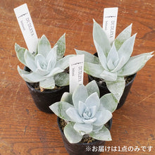 画像をギャラリービューアに読み込む, 【予約商品:3月21日まで 】ダドレア・ブリトニー 2.5号 国内実生苗