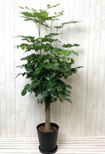 画像をギャラリービューアに読み込む, ステレオスペルマム 8号