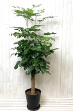 画像をギャラリービューアに読み込む, ステレオスペルマム 8号