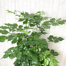 画像をギャラリービューアに読み込む, ステレオスペルマム 8号