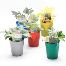 画像をギャラリービューアに読み込む, 【予約商品:11/25発送】クリスマスローズ 当年開花見込み株 カラーリーフアソート 花苗 5ポットセット