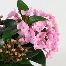 画像をギャラリービューアに読み込む, 【予約商品:9/8以降お届け】ニオイザクラ COCO(ココ) 5号 1鉢