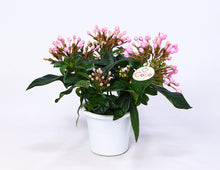 画像をギャラリービューアに読み込む, 【予約商品:9/8以降お届け】ニオイザクラ COCO(ココ) 5号 1鉢