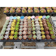 画像をギャラリービューアに読み込む, 多肉植物 1.5号 ケース売り 72個入り 【9品種保証】