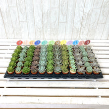 画像をギャラリービューアに読み込む, 多肉植物 1.5号 ケース売り 72個入り 【9品種保証】