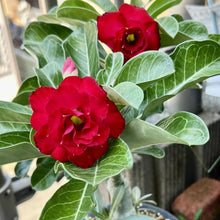 画像をギャラリービューアに読み込む, 【期間限定:3月末まで】アデニウム・オベスム 裸株(裸苗) 赤・紫系(9種から選べる)