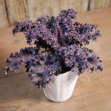 画像をギャラリービューアに読み込む, 【予約商品:11/24発送】葉牡丹・シーブルー(ハボタン) 3ポットセット