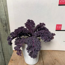 画像をギャラリービューアに読み込む, 【予約商品:11/24発送】葉牡丹・シーブルー(ハボタン) 3ポットセット