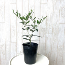 画像をギャラリービューアに読み込む, 【予約商品:10/15発送】オリーブ 3.5号