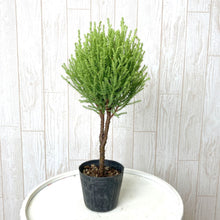 画像をギャラリービューアに読み込む, 【予約商品:10/15発送】クレスト・ウィルマ スタンド仕立て 2.5号