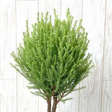 画像をギャラリービューアに読み込む, 【予約商品:10/15発送】クレスト・ウィルマ スタンド仕立て 2.5号