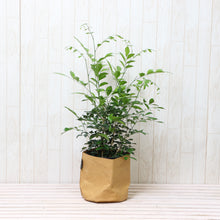 画像をギャラリービューアに読み込む, シルクジャスミン(月橘・ゲッキツ) 6号 鉢カバー「Re:af®」セット